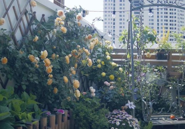 Vì yêu hoa, bà mẹ trẻ mua ngay căn hộ áp mái để trồng cả vườn hồng trên sân thượng rộng 33m² - Ảnh 2.
