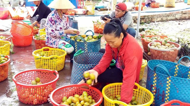 Hồng xiêm tăng giá kỷ lục, một mùa bội thu tiền tỷ - Ảnh 2.