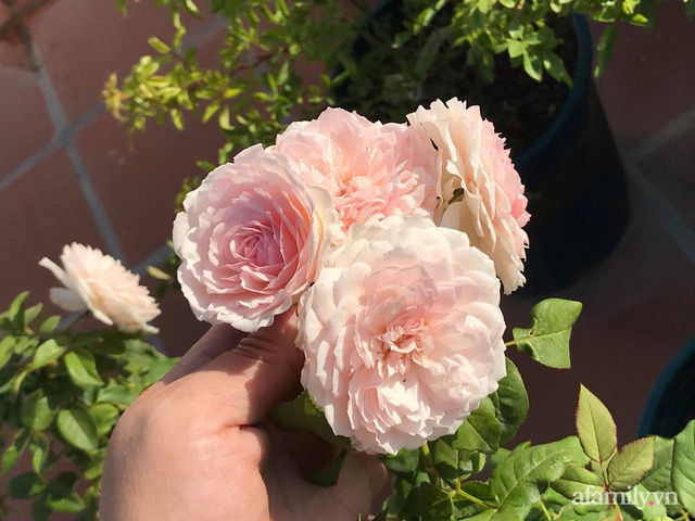 Ngày 20/11 ghé thăm vườn hồng ngát hương dịu dàng khoe sắc trên sân thượng của cô giáo dạy Văn ở Nha Trang - Ảnh 14.