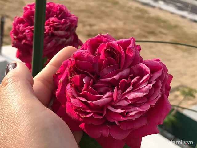 Ngày 20/11 ghé thăm vườn hồng ngát hương dịu dàng khoe sắc trên sân thượng của cô giáo dạy Văn ở Nha Trang - Ảnh 15.