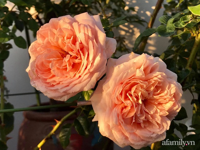 Ngày 20/11 ghé thăm vườn hồng ngát hương dịu dàng khoe sắc trên sân thượng của cô giáo dạy Văn ở Nha Trang - Ảnh 16.