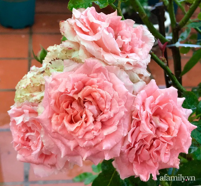Ngày 20/11 ghé thăm vườn hồng ngát hương dịu dàng khoe sắc trên sân thượng của cô giáo dạy Văn ở Nha Trang - Ảnh 17.