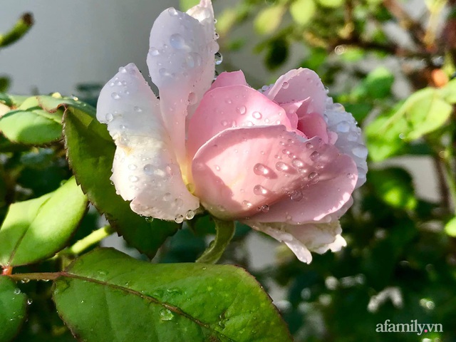 Ngày 20/11 ghé thăm vườn hồng ngát hương dịu dàng khoe sắc trên sân thượng của cô giáo dạy Văn ở Nha Trang - Ảnh 18.