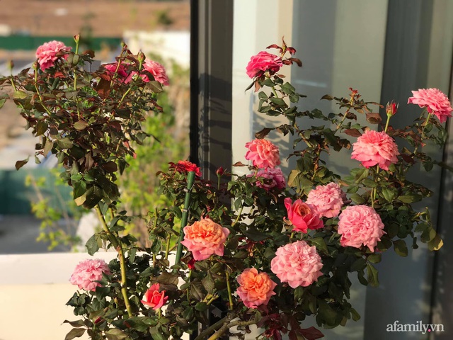 Ngày 20/11 ghé thăm vườn hồng ngát hương dịu dàng khoe sắc trên sân thượng của cô giáo dạy Văn ở Nha Trang - Ảnh 20.