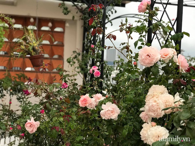 Ngày 20/11 ghé thăm vườn hồng ngát hương dịu dàng khoe sắc trên sân thượng của cô giáo dạy Văn ở Nha Trang - Ảnh 3.