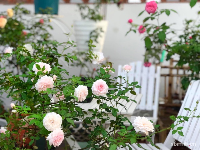 Ngày 20/11 ghé thăm vườn hồng ngát hương dịu dàng khoe sắc trên sân thượng của cô giáo dạy Văn ở Nha Trang - Ảnh 22.