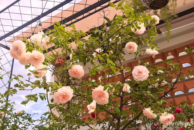 Ngày 20/11 ghé thăm vườn hồng ngát hương dịu dàng khoe sắc trên sân thượng của cô giáo dạy Văn ở Nha Trang - Ảnh 23.