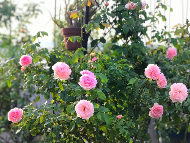 Ngày 20/11 ghé thăm vườn hồng ngát hương dịu dàng khoe sắc trên sân thượng của cô giáo dạy Văn ở Nha Trang - Ảnh 24.