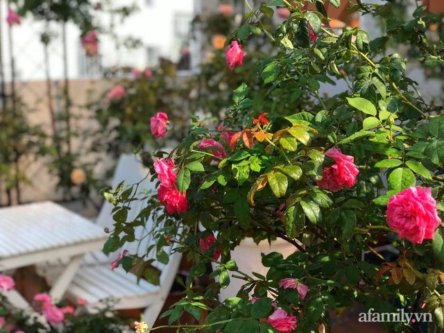 Ngày 20/11 ghé thăm vườn hồng ngát hương dịu dàng khoe sắc trên sân thượng của cô giáo dạy Văn ở Nha Trang - Ảnh 25.