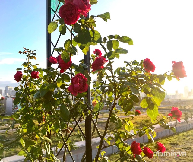 Ngày 20/11 ghé thăm vườn hồng ngát hương dịu dàng khoe sắc trên sân thượng của cô giáo dạy Văn ở Nha Trang - Ảnh 26.