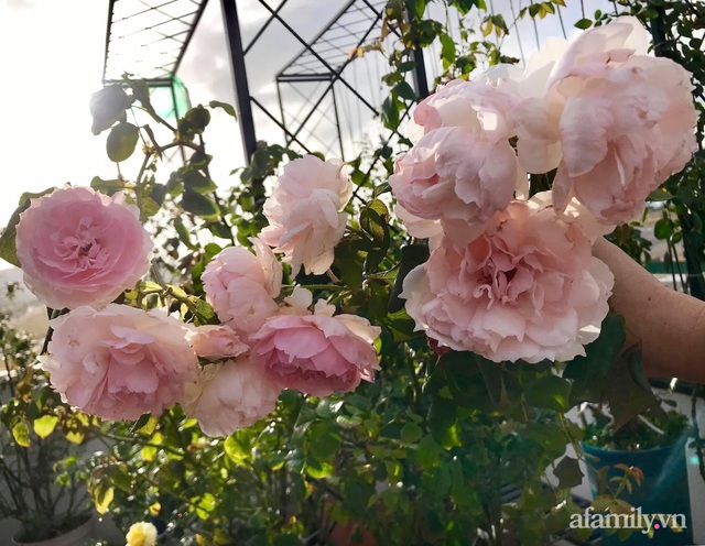 Ngày 20/11 ghé thăm vườn hồng ngát hương dịu dàng khoe sắc trên sân thượng của cô giáo dạy Văn ở Nha Trang - Ảnh 27.