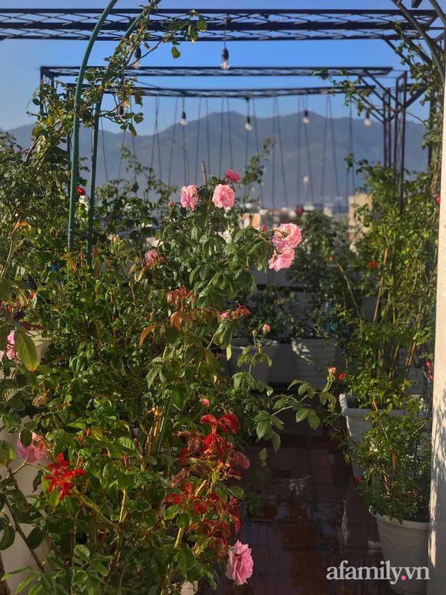 Ngày 20/11 ghé thăm vườn hồng ngát hương dịu dàng khoe sắc trên sân thượng của cô giáo dạy Văn ở Nha Trang - Ảnh 28.