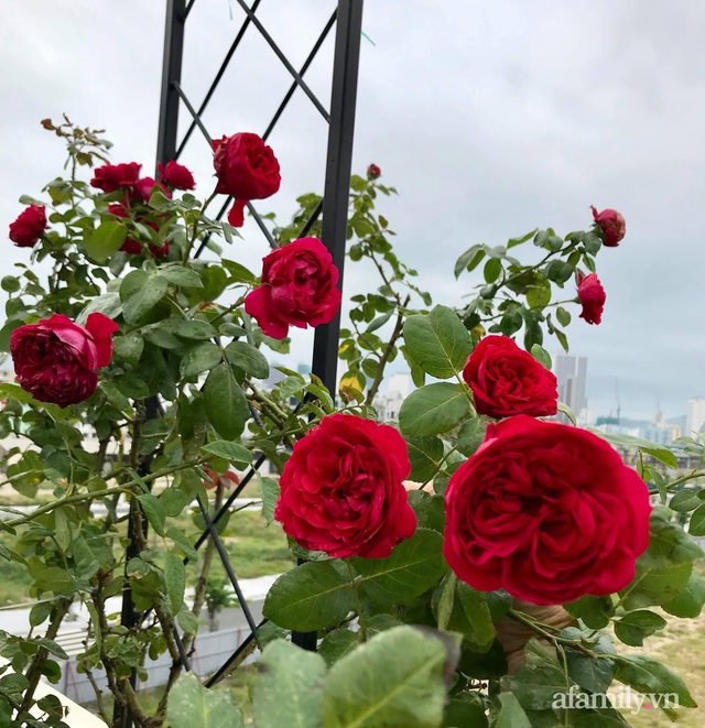 Ngày 20/11 ghé thăm vườn hồng ngát hương dịu dàng khoe sắc trên sân thượng của cô giáo dạy Văn ở Nha Trang - Ảnh 29.