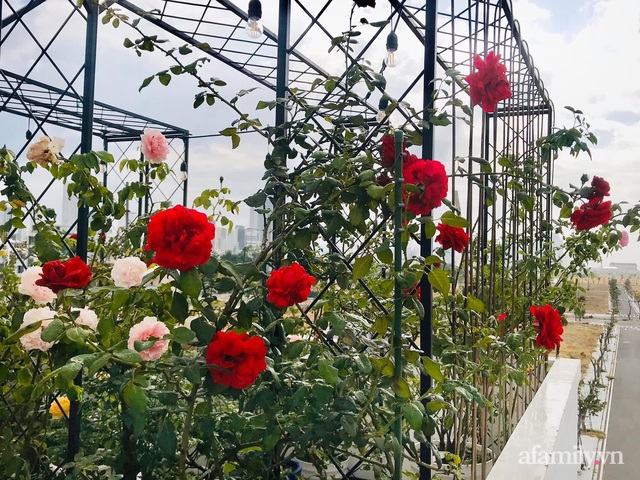 Ngày 20/11 ghé thăm vườn hồng ngát hương dịu dàng khoe sắc trên sân thượng của cô giáo dạy Văn ở Nha Trang - Ảnh 4.
