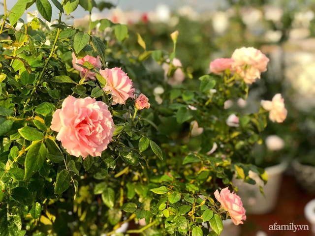 Ngày 20/11 ghé thăm vườn hồng ngát hương dịu dàng khoe sắc trên sân thượng của cô giáo dạy Văn ở Nha Trang - Ảnh 31.