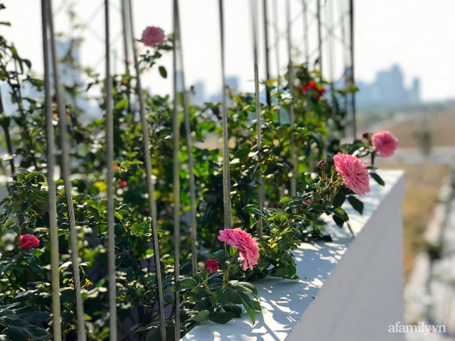 Ngày 20/11 ghé thăm vườn hồng ngát hương dịu dàng khoe sắc trên sân thượng của cô giáo dạy Văn ở Nha Trang - Ảnh 33.