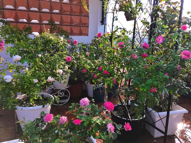 Ngày 20/11 ghé thăm vườn hồng ngát hương dịu dàng khoe sắc trên sân thượng của cô giáo dạy Văn ở Nha Trang - Ảnh 5.