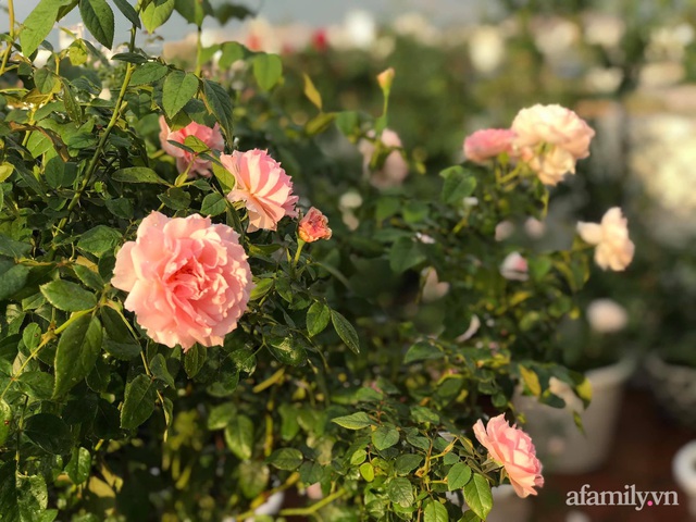 Ngày 20/11 ghé thăm vườn hồng ngát hương dịu dàng khoe sắc trên sân thượng của cô giáo dạy Văn ở Nha Trang - Ảnh 9.