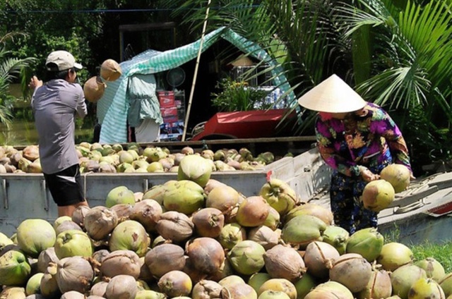 M&aacute;t xa hoa dừa, người phụ nữ Tr&agrave; Vinh thu nửa tỷ mỗi th&aacute;ng - Ảnh 4.