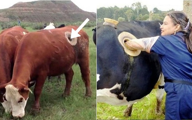 Vì sao những con bò trong trang trại bị đục một lỗ to trên thân mà không chết? - Ảnh 3.