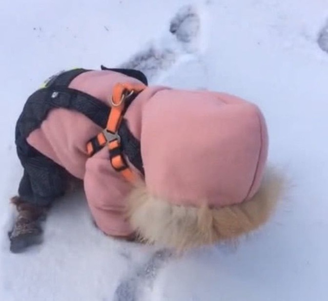 Thấy đứa trẻ vùi đầu trong tuyết, chị gái hốt hoảng tới giúp đỡ và cái kết tan vỡ khi nó ngẩng mặt lên - Ảnh 2.