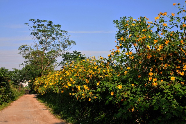 Khám phá con đường hoa dã quỳ đẹp ngất ngây ngay giữa lòng Hà Nội - Ảnh 1.