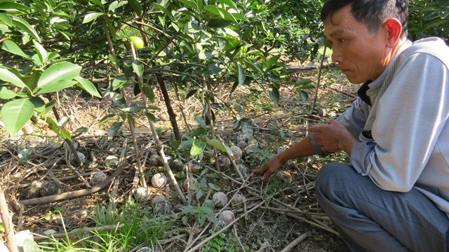 Đứng ngồi không yên khi cam tiến Vua ở Nghệ An rụng đầy vườn sau mưa lũ - Ảnh 2.