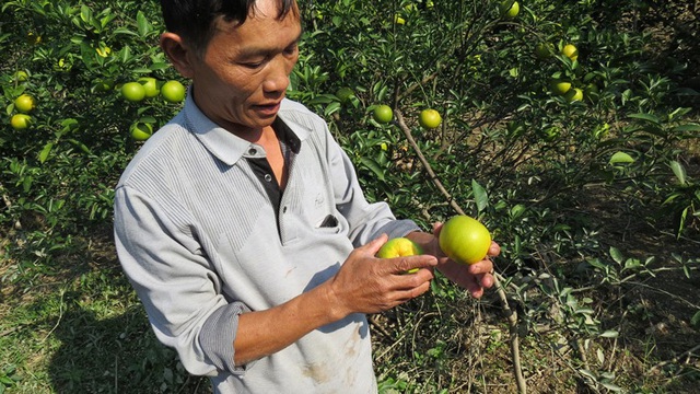 Đứng ngồi không yên khi cam tiến Vua ở Nghệ An rụng đầy vườn sau mưa lũ - Ảnh 7.