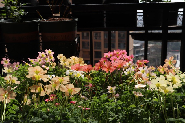 Khó tin khi ngắm nhìn ban công chung cư rộng 10m² trồng được hơn 100 chậu hoa muôn màu khoe sắc - Ảnh 16.
