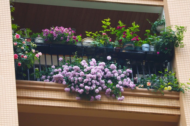 Khó tin khi ngắm nhìn ban công chung cư rộng 10m² trồng được hơn 100 chậu hoa muôn màu khoe sắc - Ảnh 20.