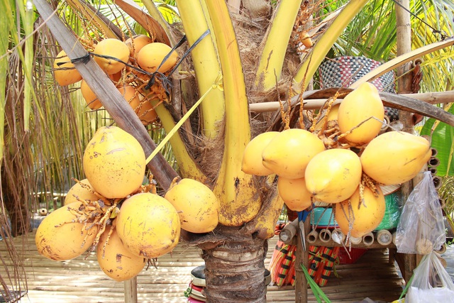 7 loại quả si&ecirc;u to c&oacute; m&agrave;u sắc đặc biệt đang trồng ở Việt Nam người Việt chưa chắc đ&atilde; biết - Ảnh 6.