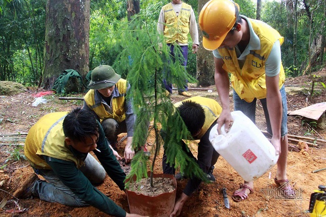 Cây quý sắp tuyệt chủng nảy nở kỳ diệu trên rừng thiêng Yên Tử - Ảnh 7.