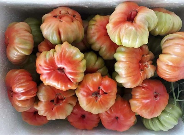 Nhìn xấu lạ, loại cà chua cổ ở Sơn La lại siêu đắt khách - Ảnh 1.