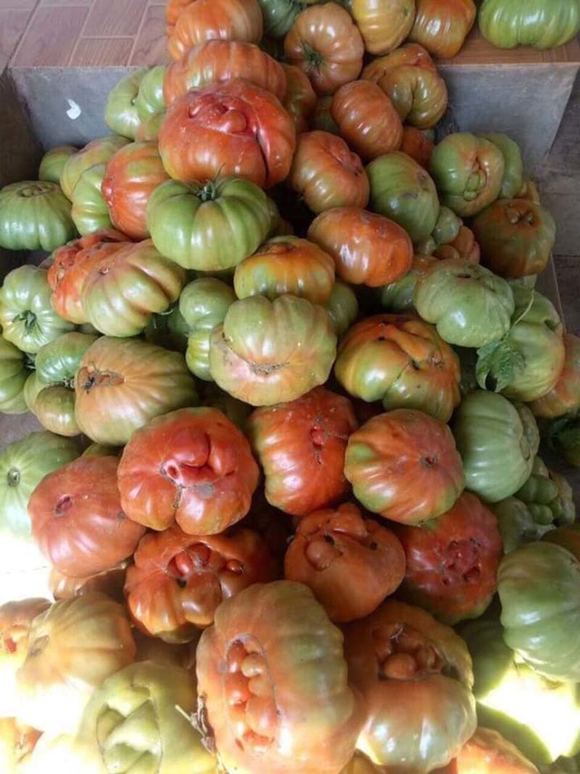 Nhìn xấu lạ, loại cà chua cổ ở Sơn La lại siêu đắt khách - Ảnh 3.