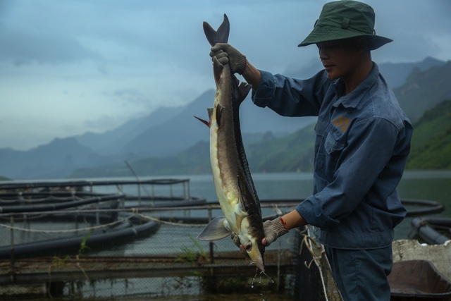 Nhiều hồ nuôi ở Việt Nam bỏ hoang, nông dân khốn đốn vì cá tầm Trung Quốc giá rẻ phủ khắp thị trường - Ảnh 2.