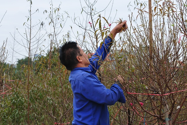 Hà Nội: Các nhà vườn Nhật Tân nhộn nhịp chuẩn bị vụ đào Tết - Ảnh 4.