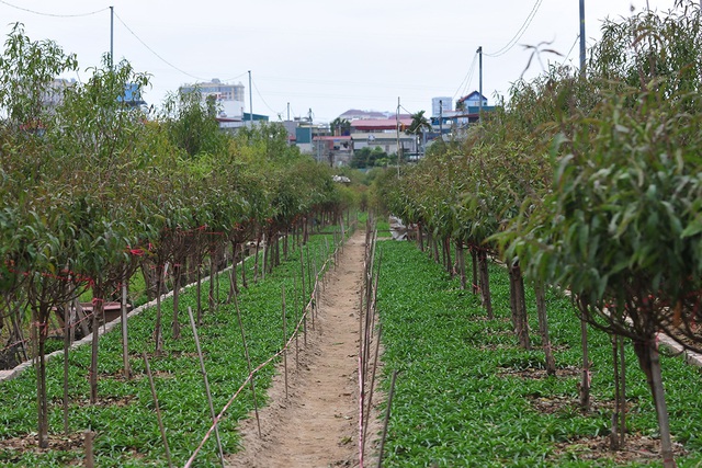 Hà Nội: Các nhà vườn Nhật Tân nhộn nhịp chuẩn bị vụ đào Tết - Ảnh 10.