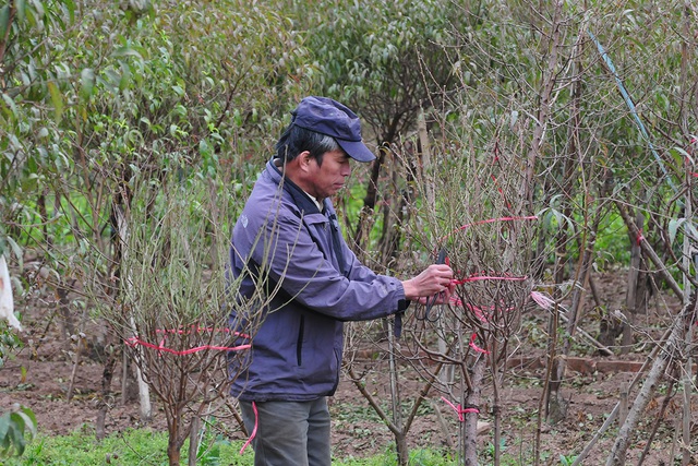 Hà Nội: Các nhà vườn Nhật Tân nhộn nhịp chuẩn bị vụ đào Tết - Ảnh 8.