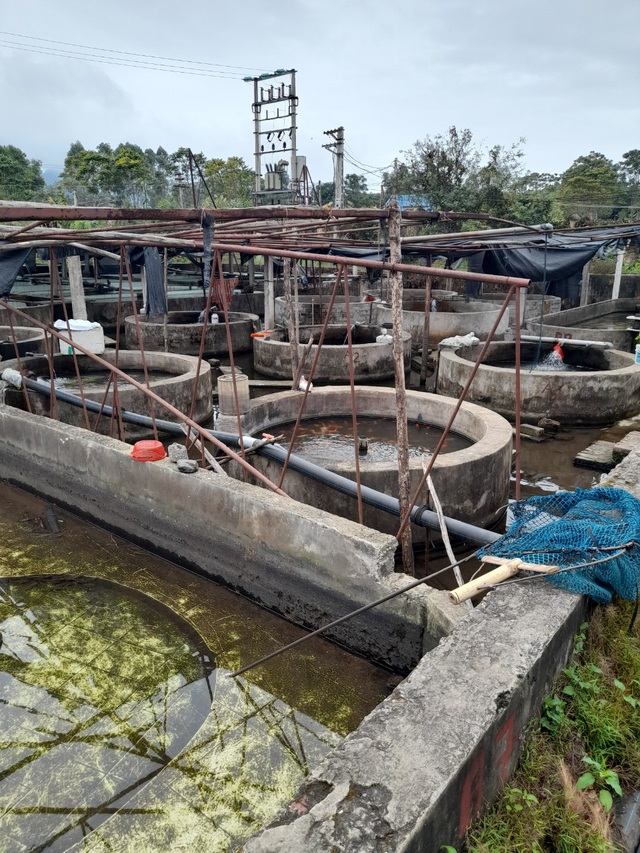 Nhiều hồ nuôi ở Việt Nam bỏ hoang, nông dân khốn đốn vì cá tầm Trung Quốc giá rẻ phủ khắp thị trường - Ảnh 9.