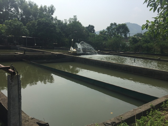 Nhiều hồ nuôi ở Việt Nam bỏ hoang, nông dân khốn đốn vì cá tầm Trung Quốc giá rẻ phủ khắp thị trường - Ảnh 11.