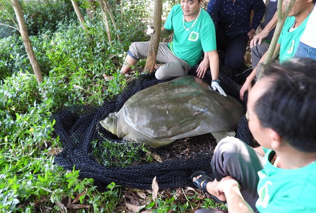 Đã xác định giới tính rùa Hoàn Kiếm ở hồ Đồng Mô - Ảnh 1.
