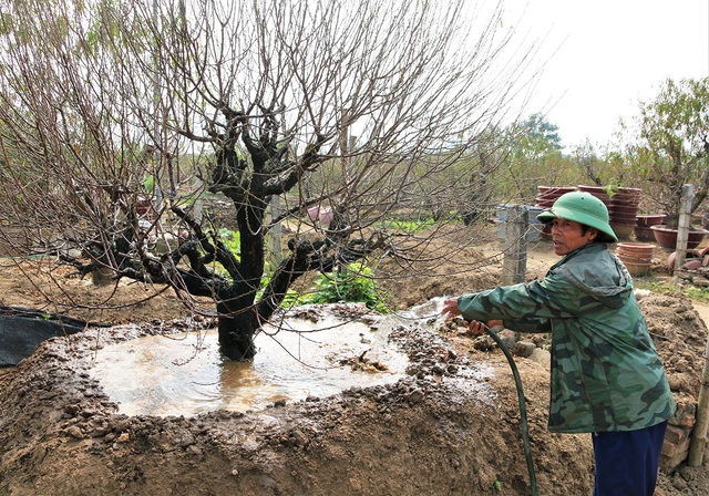 Vào vườn Nhật Tân xem nông dân tuốt lá đào - Ảnh 8.