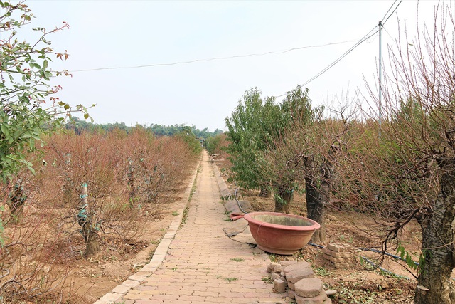 Vào vườn Nhật Tân xem nông dân tuốt lá đào - Ảnh 10.