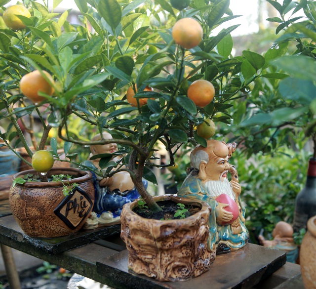 Quất bonsai ngự trên lưng trâu vàng giá 5 triệu đồng đón Tết Tân Sửu - Ảnh 14.