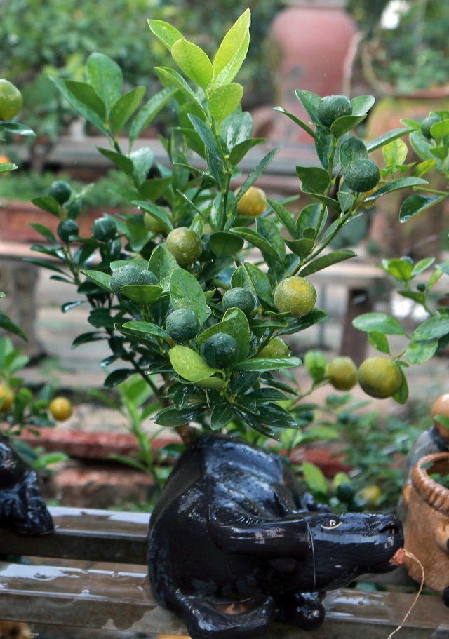 Quất bonsai ngự trên lưng trâu vàng giá 5 triệu đồng đón Tết Tân Sửu - Ảnh 11.