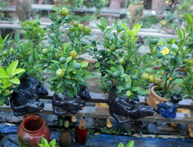 Quất bonsai ngự trên lưng trâu vàng giá 5 triệu đồng đón Tết Tân Sửu - Ảnh 12.