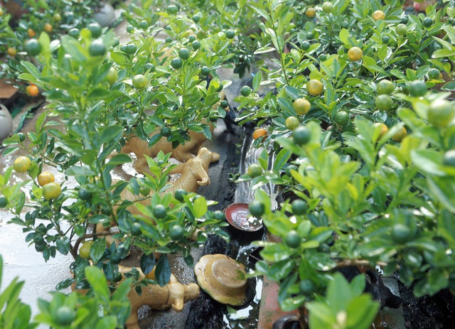 Quất bonsai ngự trên lưng trâu vàng giá 5 triệu đồng đón Tết Tân Sửu - Ảnh 5.