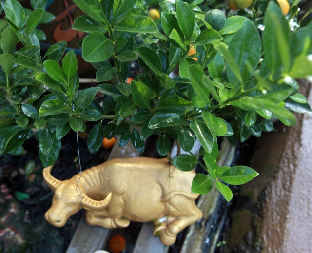 Quất bonsai ngự trên lưng trâu vàng giá 5 triệu đồng đón Tết Tân Sửu - Ảnh 6.