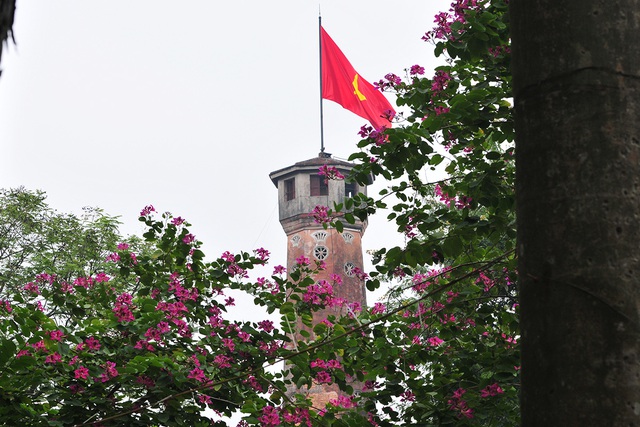 Hà Nội: Hoa ban nở đỏ rực quanh tượng đài Lê Nin - Ảnh 2.