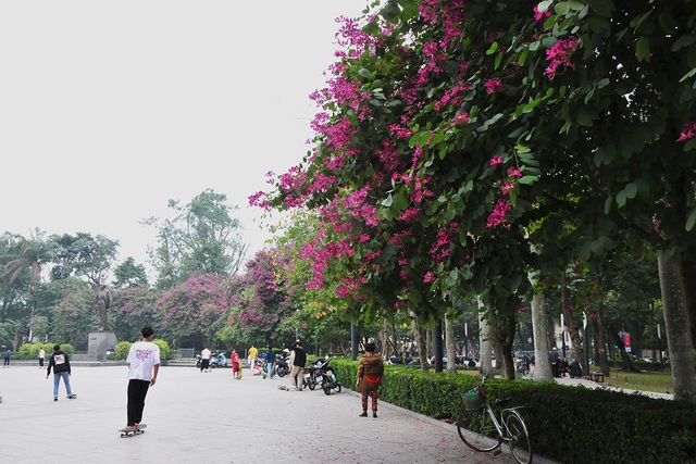 Hà Nội: Hoa ban nở đỏ rực quanh tượng đài Lê Nin - Ảnh 8.